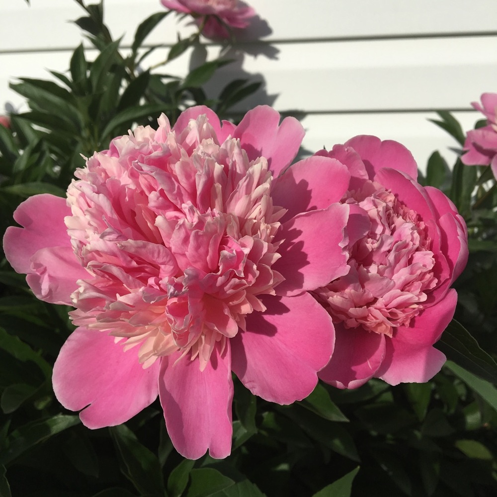 Meet your Posher, Elisabeth